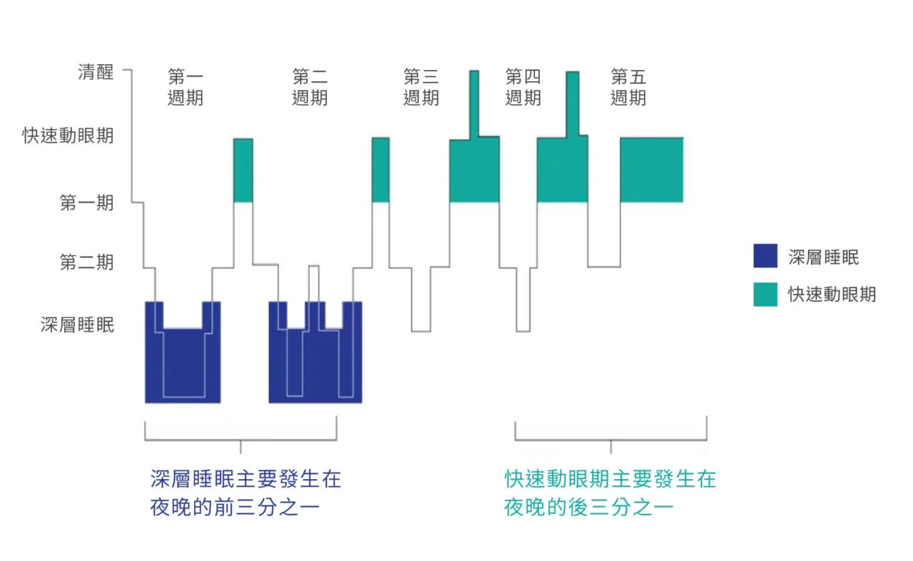 深層睡眠主要發生在夜晚的前三分之一
