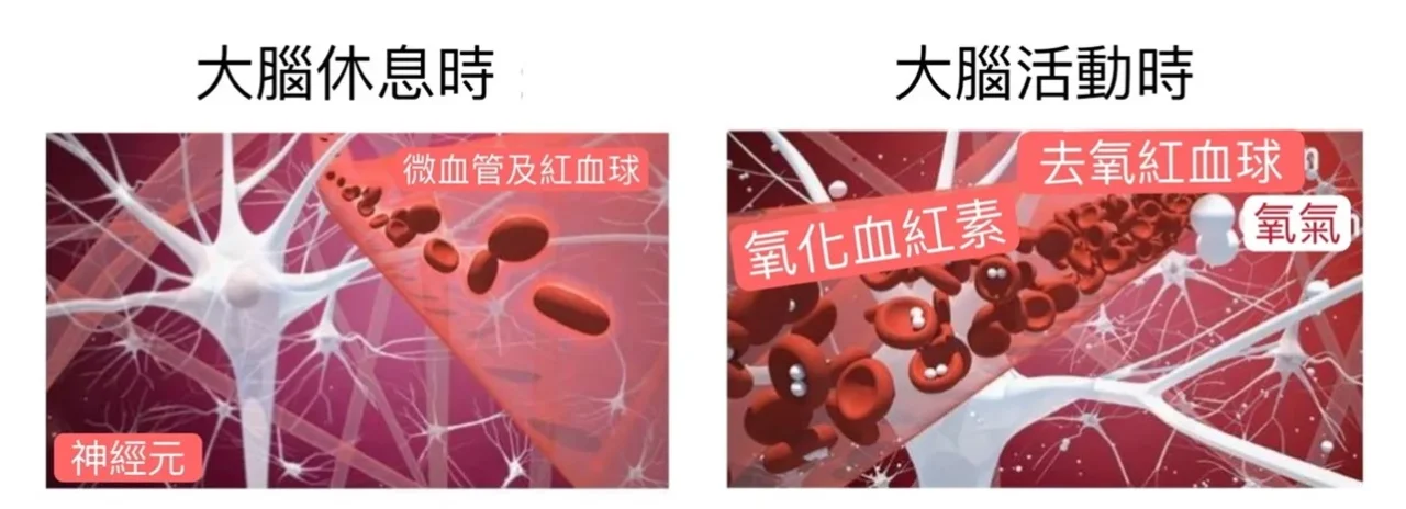 腦神經活動時，該腦區微血管血流增加，氧化血紅素增加。