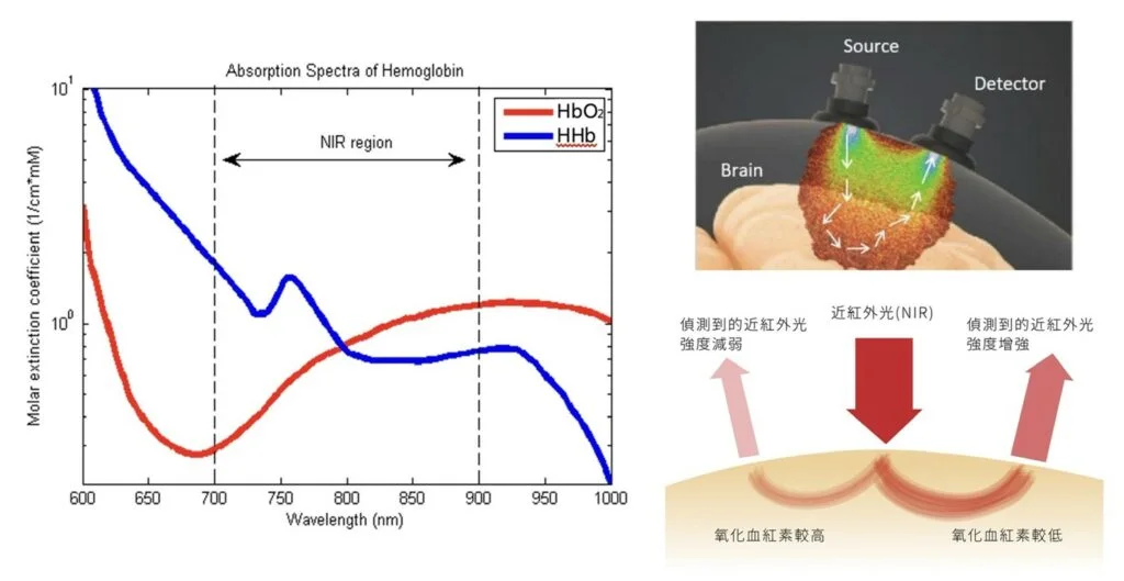 近紅外光腦功能光譜儀（NIRS）發出波長700~900nm的近紅外光（NIR），連續監測前額葉皮層血管組織內的血紅素氧化狀態，不同波長對氧化與去氧血紅素有不同的吸收常數，藉以求得腦神經的血紅素氧氣代謝情形。右上圖出處²)