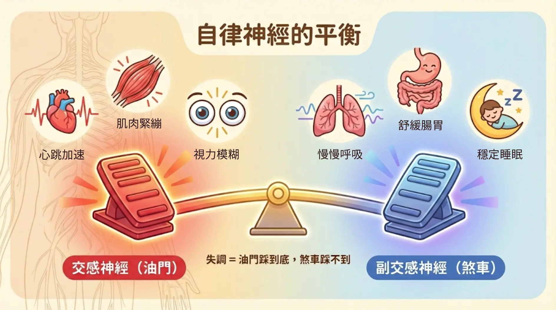 自律神經的平衡:交感神經(油門)與副交感神經(煞車)